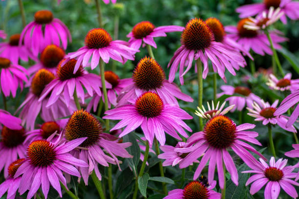 Echinacea Seeds - Grow your own Immune-Boosting Flower